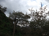 cantara gurne23122011 219